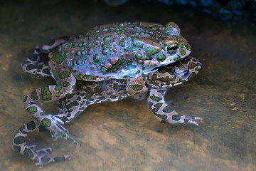Green toads