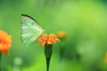 Yellow Butterfly on the flower