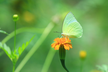 Yellow Butterfly on the flower