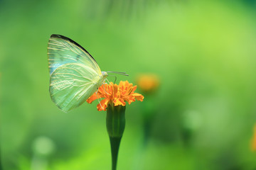 Yellow Butterfly on the flower
