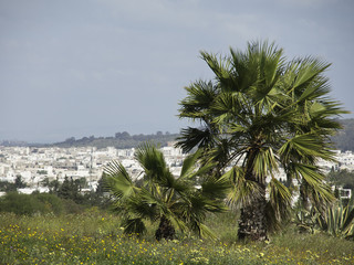 tunis