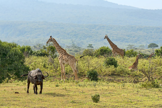 Tansania-Giraffe-11514