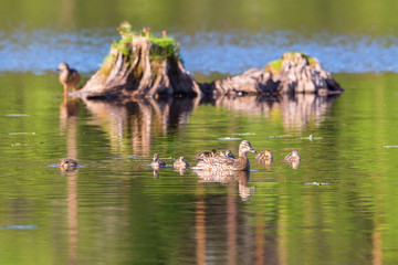 Mallard duck with ducklings