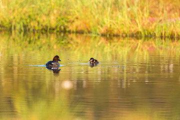 Goldeneye with duckling