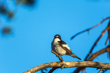 Pied Flycatcher on a branch