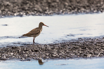 Common Redshank