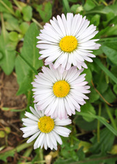 view of blooming daisies