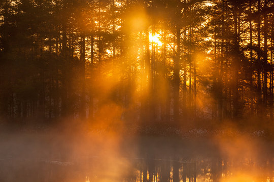 Fototapeta Sunbeams shining through the mist