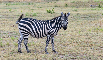 Fototapeta na wymiar Tansania-Zebra-11582