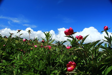Peonie © misterbike