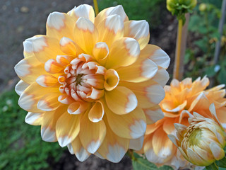 Dahlien - Dahlias