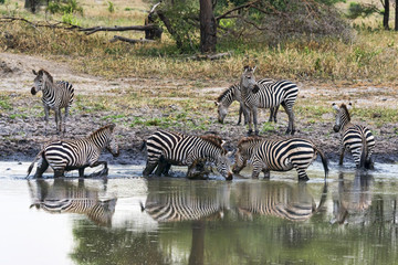 Fototapeta na wymiar Tansania-Zebra-11637