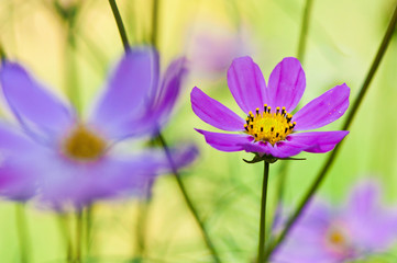 фиолетовый цветок на зеленом фоне в природе