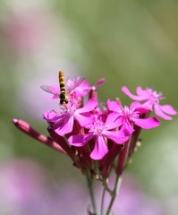 Fototapeta premium syrphe butinant des fleurs