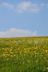 Fototapeta premium flower meadow, Blumenwiese