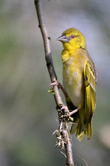 Female Village Weaver (Ploceus cucullatus)