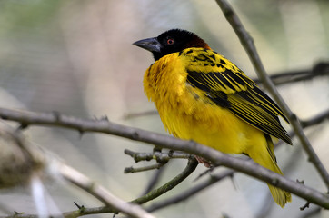 Male Village Weaver (Ploceus cucullatus)