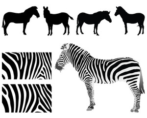 Black silhouettes of zebra and skin texture, vector