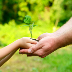 Father's and son's hands holding green growing plant over nature