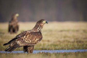 Sea eagle looking right