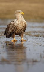 Sea eagle on ice