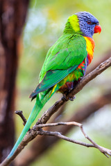 Lone Rainbow Lorikeet