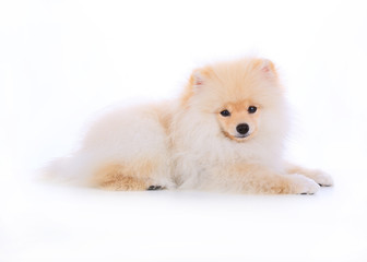 pomeranian dog isolated on white background