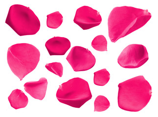 Beautiful pink rose petals, isolated on white
