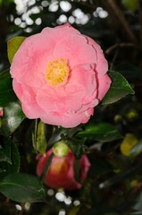 Camelia