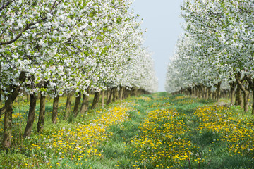 Fototapeta na wymiar orchard in spring