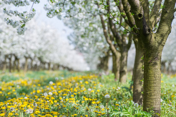 Obraz premium orchard in spring