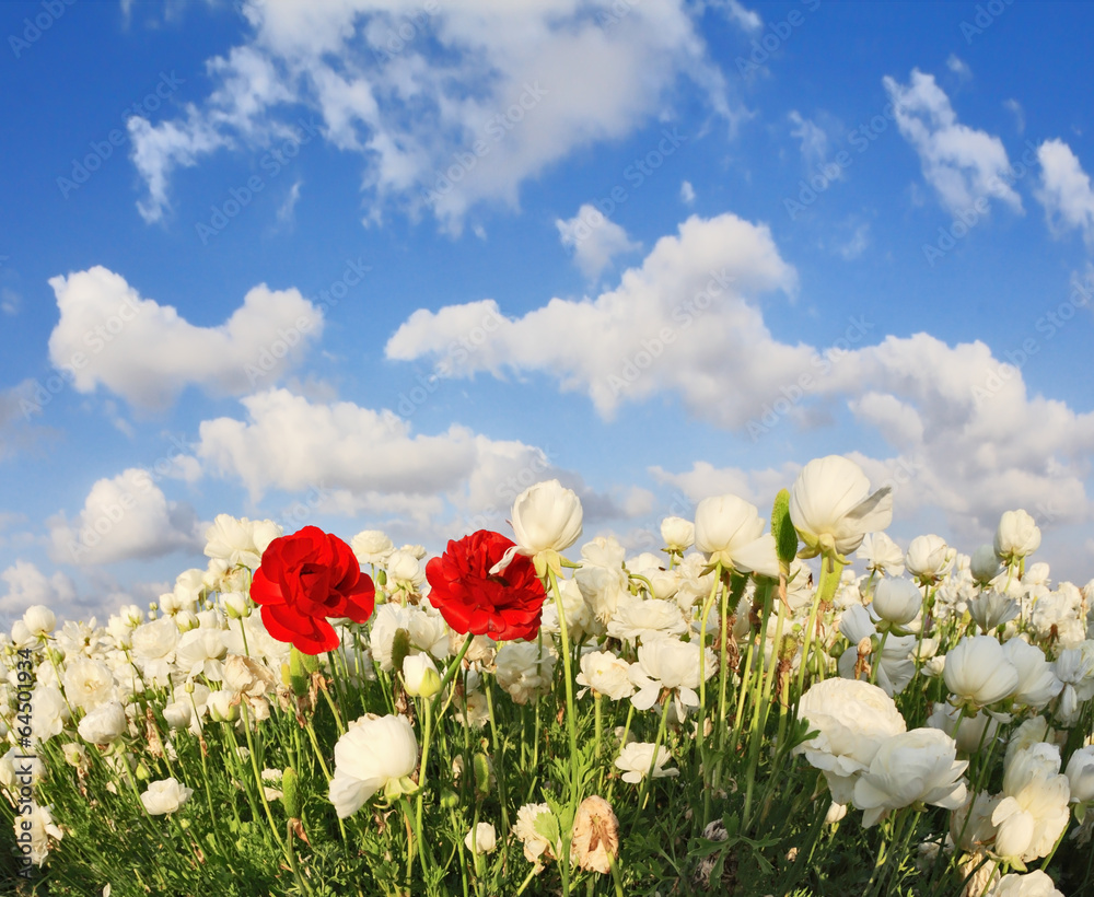 Poster two red blossom buttercups