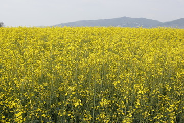 Fototapeta premium rapeseed field
