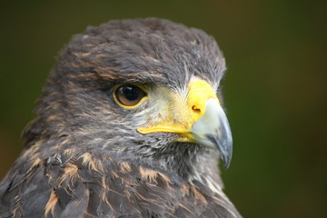 Closeup of a buzzard of harris