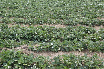 strawberry field