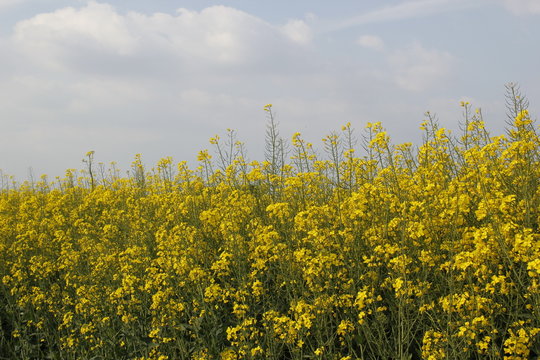 rapeseed