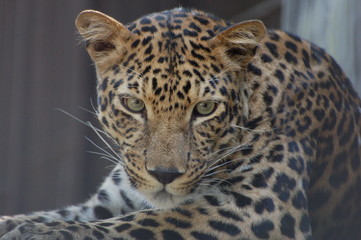 Fototapeta na wymiar леопард