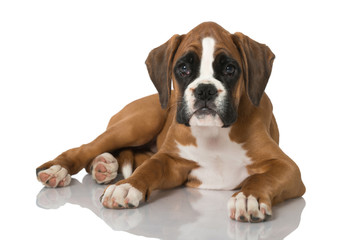 Boxerwelpe