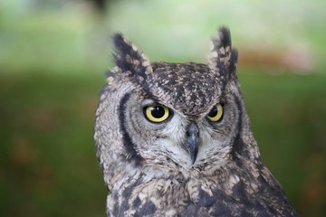 Closeup of a African Owl.