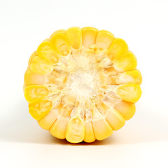 cross section of corn