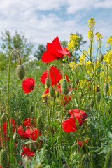 Fototapeta premium Field of poppies and rapeseed against blue sky.Spring background