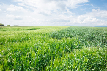 Agricultural field with green oats and wheat in spring season