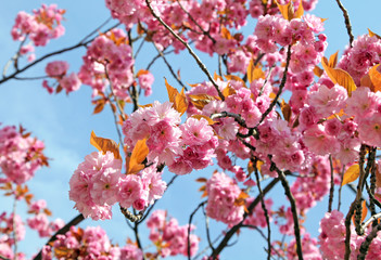 Cherry blossom