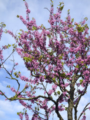 cerisier en fleurs