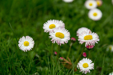 daisies © MaverickRose