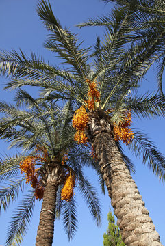 Close-up date palm tree with dates
