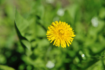 Dandelion field over which bees circling
