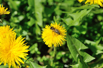 Dandelion field over which bees circling