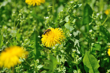 Dandelion field over which bees circling