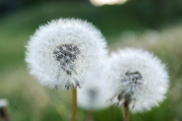 dandelion macro